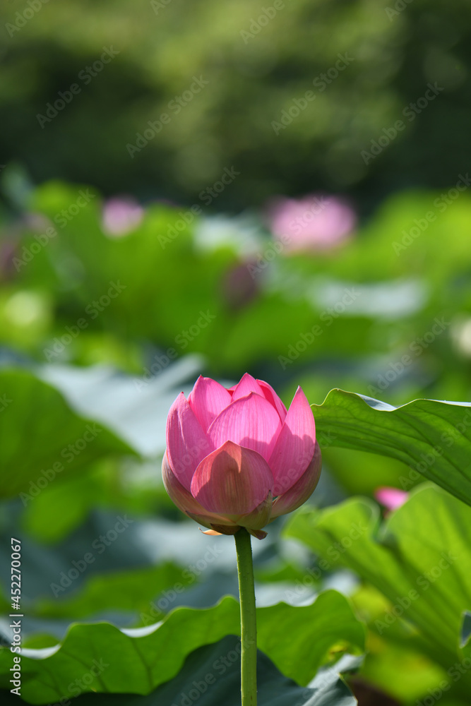 蓮の花