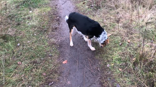 mixed breed dog running on an autumnal ground first time after surgery on broken  left shoulder-blade