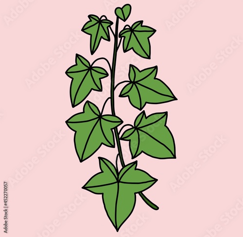 Simplicity ivy freehand drawing flat design.