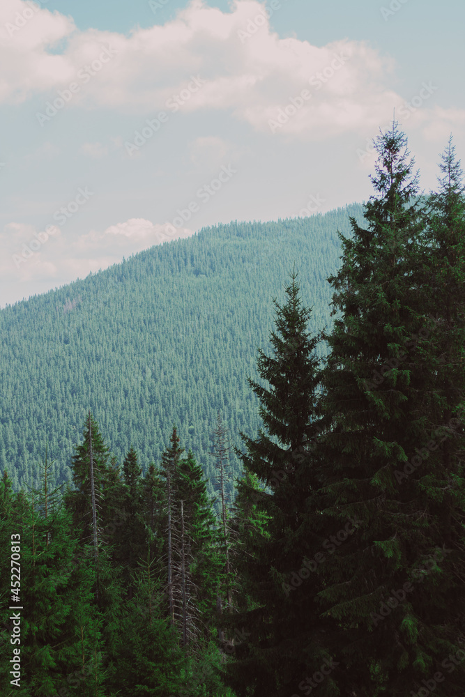 Fototapeta premium forest in the mountains