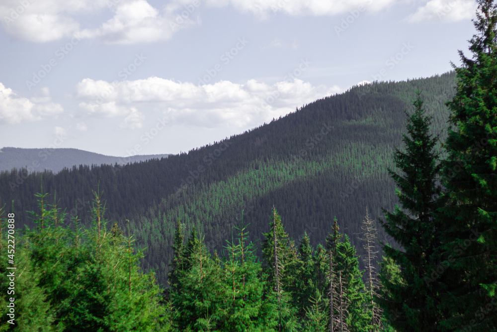 forest in the mountains