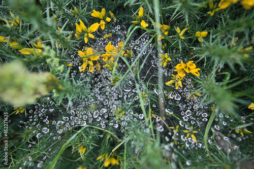 Beautiful closeup view of water drops on spider web on yellow wild peaky gorse (Ulex) flowers growing everywhere in Ireland all the year round, Ticknock, Co. Dublin, Ireland. Soft and selective focus photo