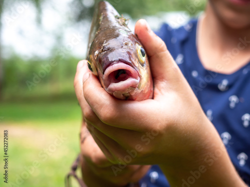 Fototapeta Naklejka Na Ścianę i Meble -  Fish in the hands. Fishing, recreation, hobbies.