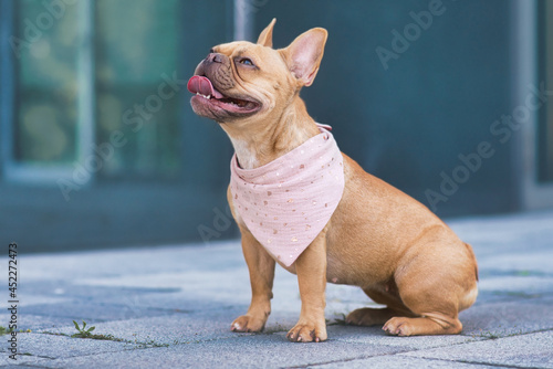 Leinwand Poster Sitting French Bulldog dog wearing pink bandanna around neck
