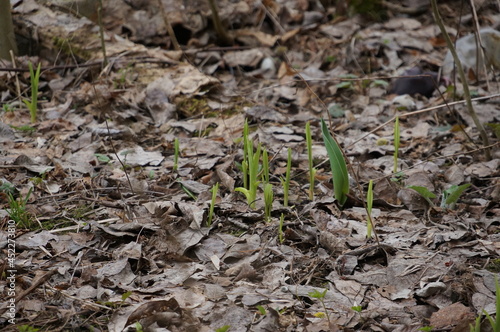the first sprouts of spring