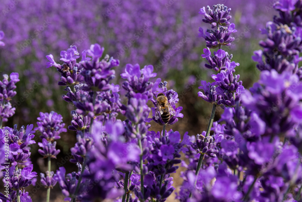 Blooming lavender in the summer. lavender blooming scented flowers. Blooming lavender in the summer. lavender blooming scented flowers.