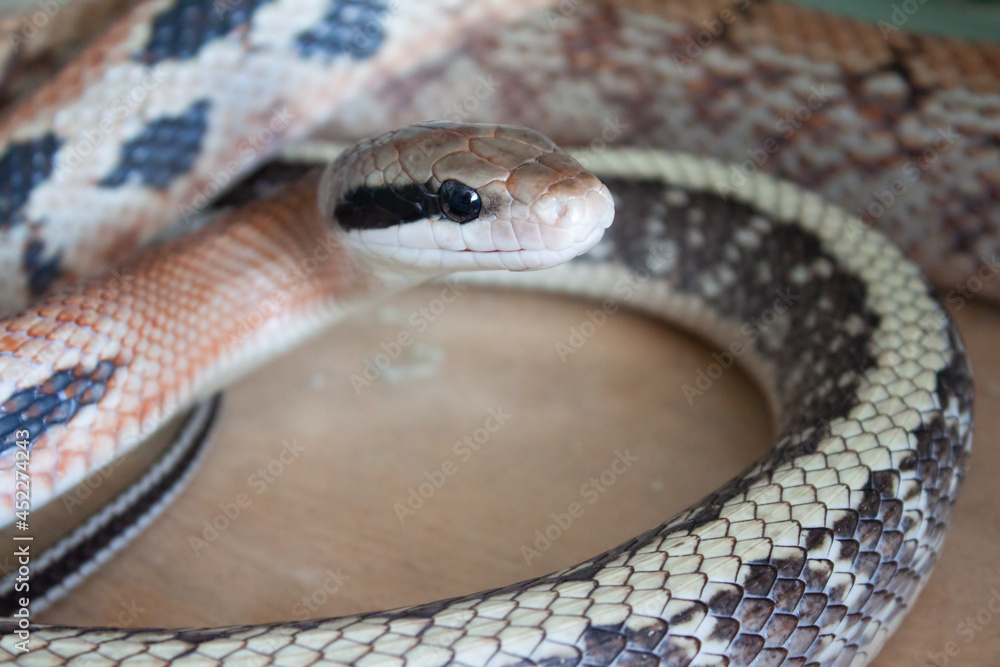 Fototapeta premium Close-up view of a Beauty rat snake Elaphe taeniura