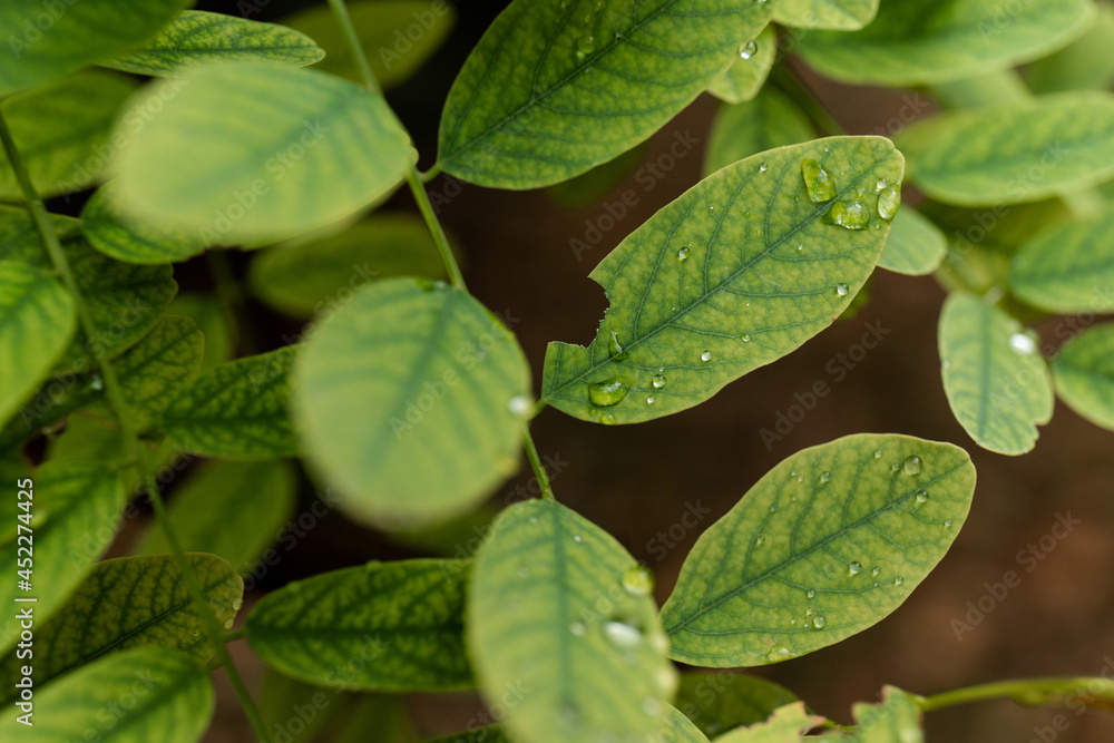 After rain Water Drops on Green leaves in the garden pattern background, sparkle of Droplets on surface leaf, color Dark Flat lay Natural background for input text After rain Water Drops on Green leaves in the garden pattern background, sparkle of Droplets on surface leaf, color Dark Flat lay Natural background for input text