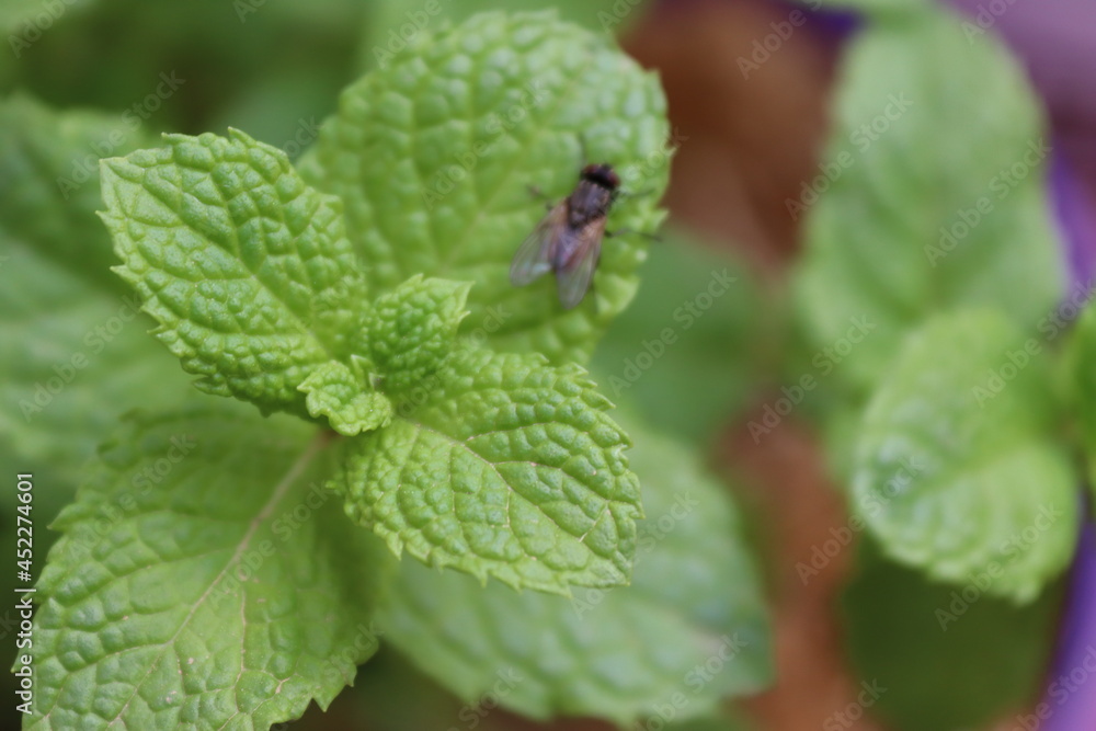 Peppermint from a pot on my terrace Peppermint from a pot on my terrace