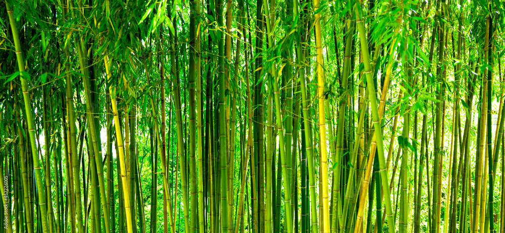 Bamboo thickets in the park, green background with tropical bamboo, web banner for site Bamboo thickets in the park, green background with tropical bamboo, web banner for site