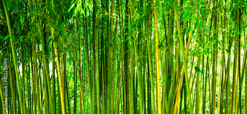 Bamboo thickets in the park, green background with tropical bamboo, web banner for site