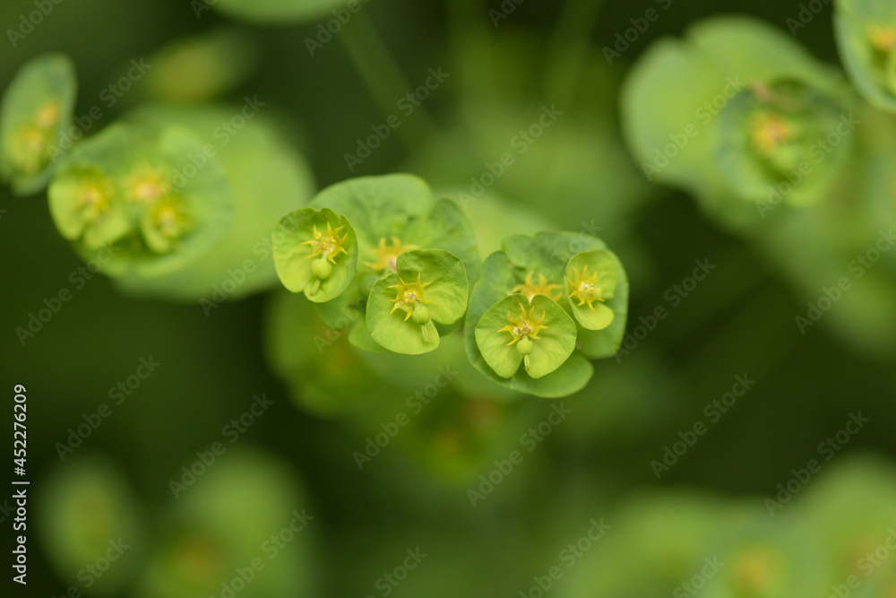 macrophotography of wood spurge in french mountain macrophotography of wood spurge in french mountain