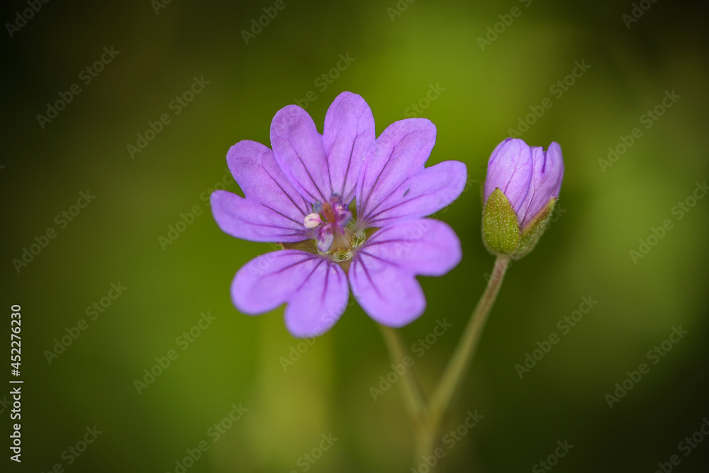 macrophotography of geranium grass in french mountain macrophotography of geranium grass in french mountain