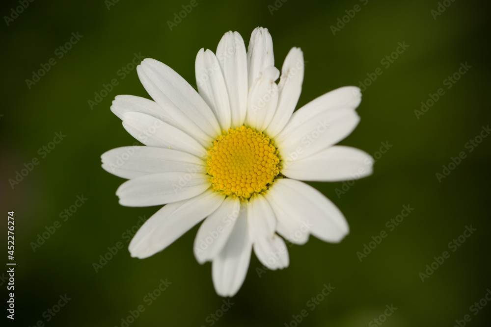 macrophotography of common daisy in french mountain macrophotography of common daisy in french mountain