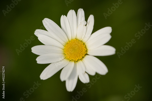 macrophotography of common daisy in french mountain