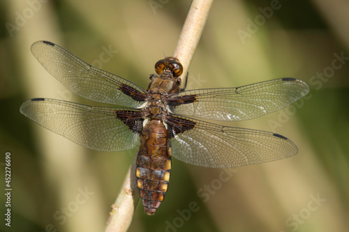 weibliche Plattbauch-Libelle