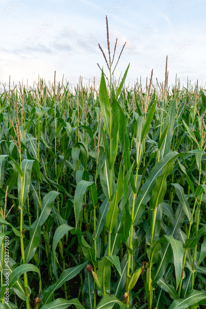 Corn field near Loenen