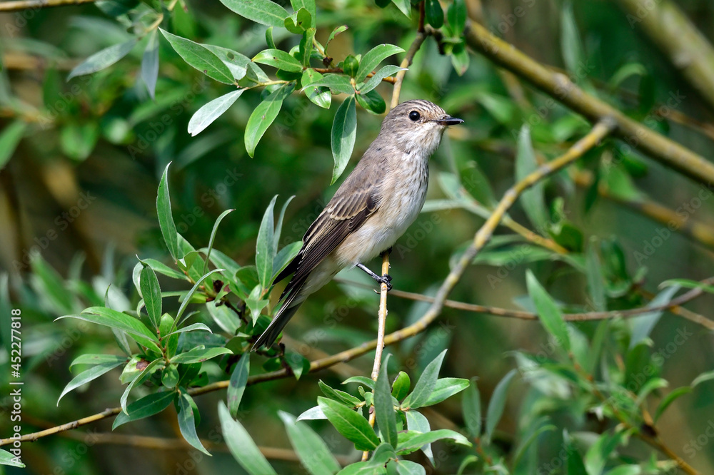 Fototapeta premium Spotted flycatcher // Grauschnäpper (Muscicapa striata) 