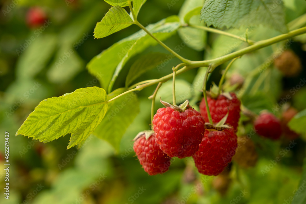 Red raspberries on branch. Harvest on garden. Red raspberries on branch. Harvest on garden.