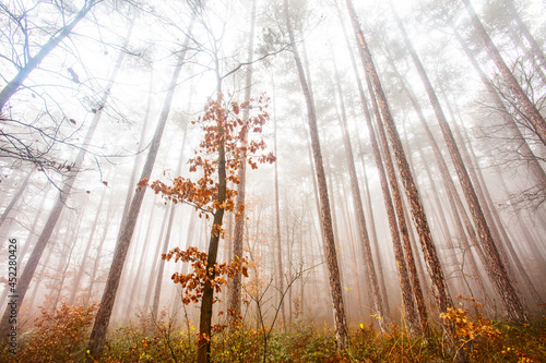beautiful autumn forest in the mist