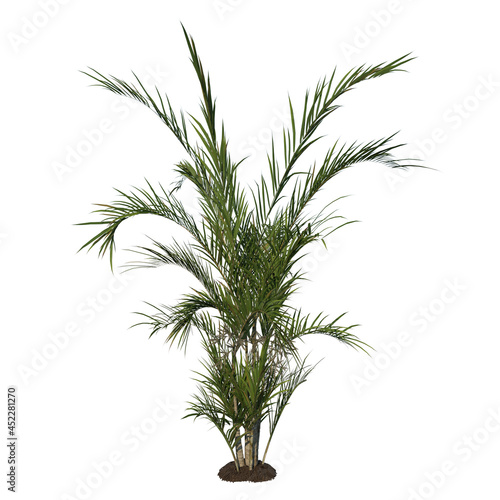 Front view tree  Young Butterfly Palm Areca tree 2  Tree white background 3D Rendering Ilustracion 3D