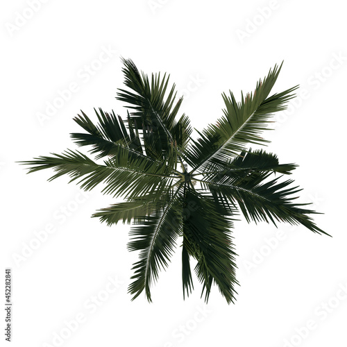 Top view tree ( Alexander palm Tree Palm 2) Tree white background 3D Rendering Ilustracion 3D