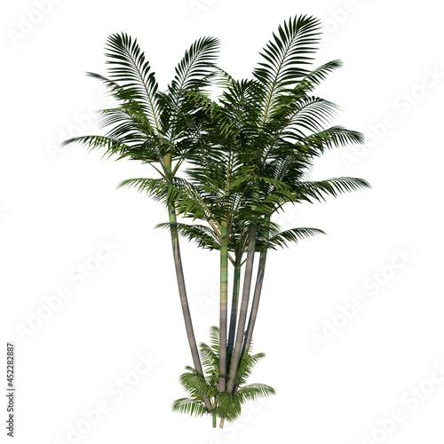 Front view of Plant (Generic Palm tree 2) Tree white background 3D Rendering Ilustracion 3D © Emmanuel Vidal