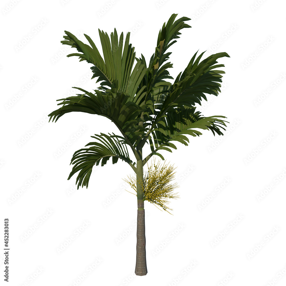 Fototapeta premium Front view tree (Young Areca catuche Tree Palm 2) Tree white background 3D Rendering Ilustracion 3D