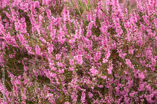 Blooming wild purple common heather (Calluna vulgaris).