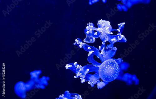 White-spotted jellyfish (Phyllorhiza punctata), also known as the Australian spotted jellyfish. Wild life animal. White-spotted jellyfish in dark water. Medusa isolated on blue background. 