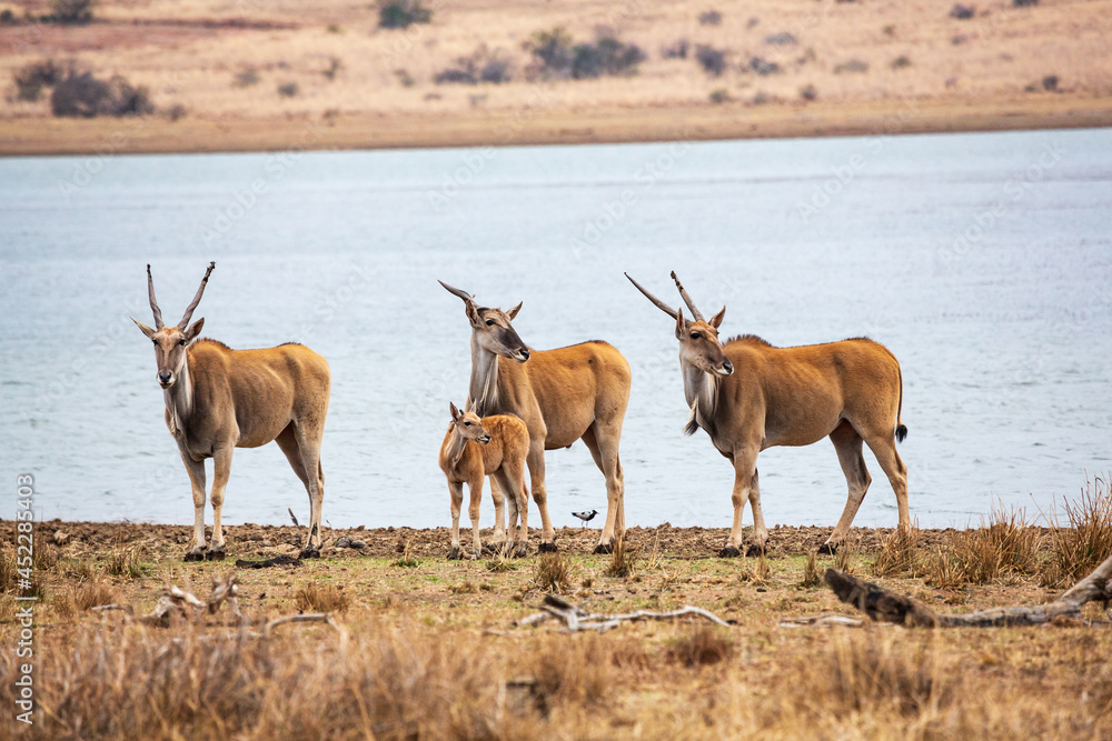 A group of common eland antilopes taurotragus oryx at Mankwe Dam, Pilanesberg National Park, South Africa