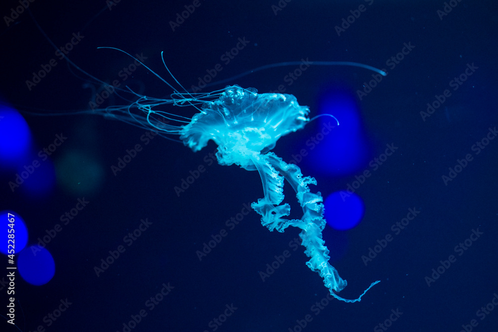 Obraz premium Medusa animal close-up shot. Beautiful jellyfish. Underwater life in ocean jellyfish. The exciting and cosmic sight of the creature. Jellyfish-themed dark background, taken in the aquarium. 