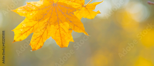 Autumn yellow leaves of maple tree in autumn park. Yellowed maple leaves on blurred background. Golden autumn concept. Copy space
