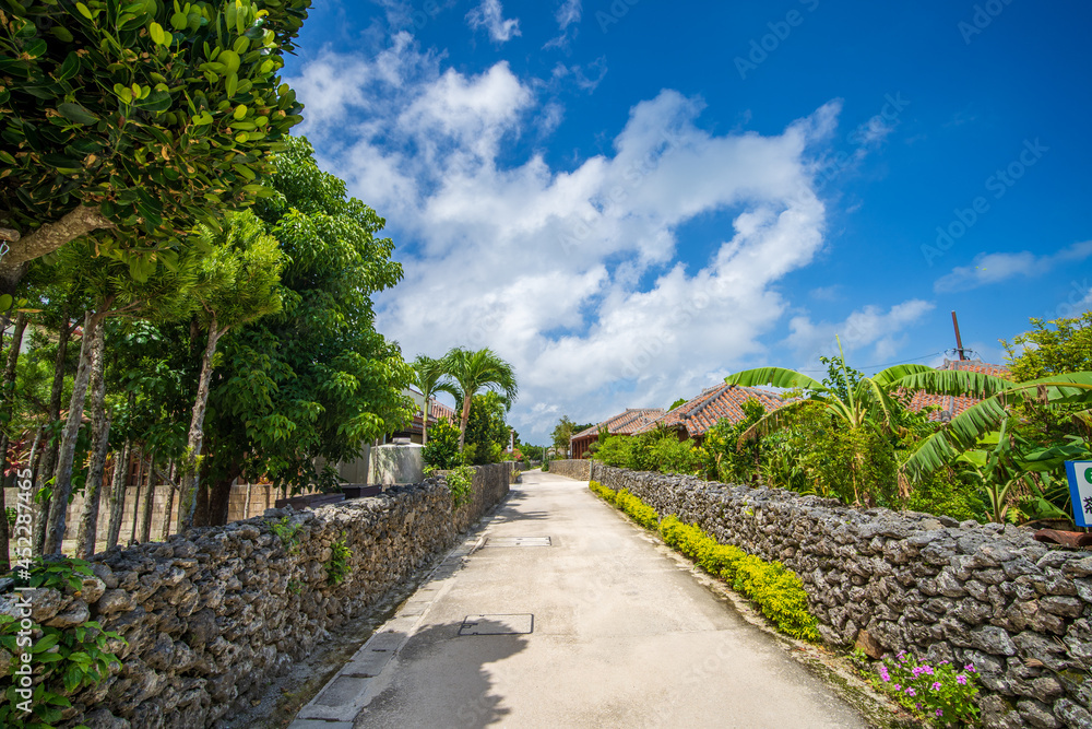 vineyard in the summer