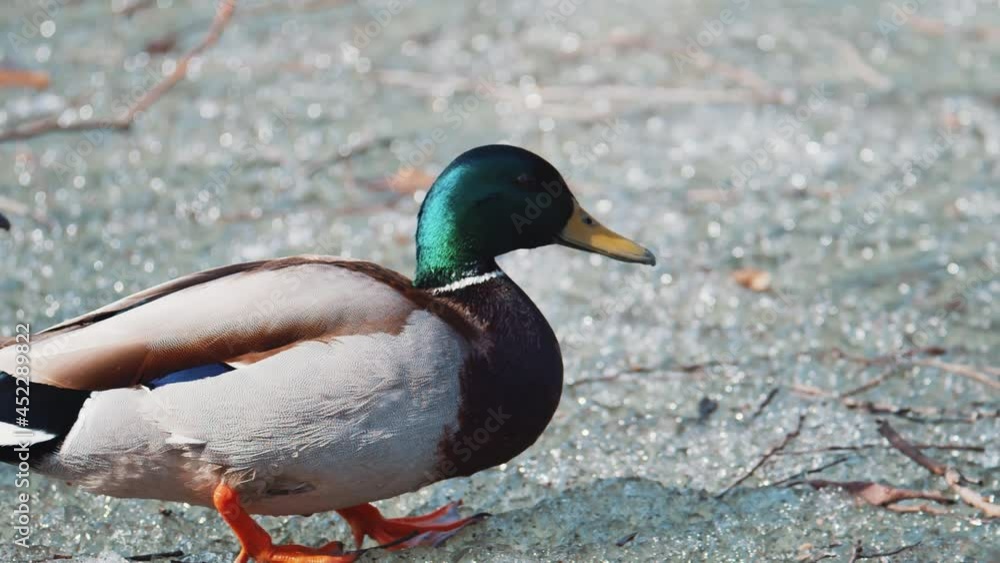 The mallard Anas platyrhynchos is a dabbling duck. Mallard duck stands on the edge of an ice. Winter. Ducks walk on ice in winter on a frozen lake. The mallard Anas platyrhynchos is a dabbling duck. Mallard duck stands on the edge of an ice. Winter. Ducks walk on ice in winter on a frozen lake.