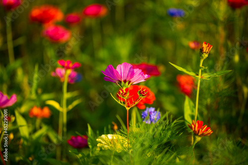 red wildflower on the meadow, macro