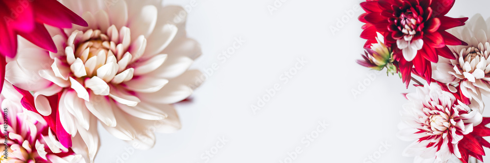 Fototapeta premium Bunch of red and white dahlias
