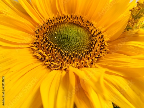Close up view of the yellow sunflower