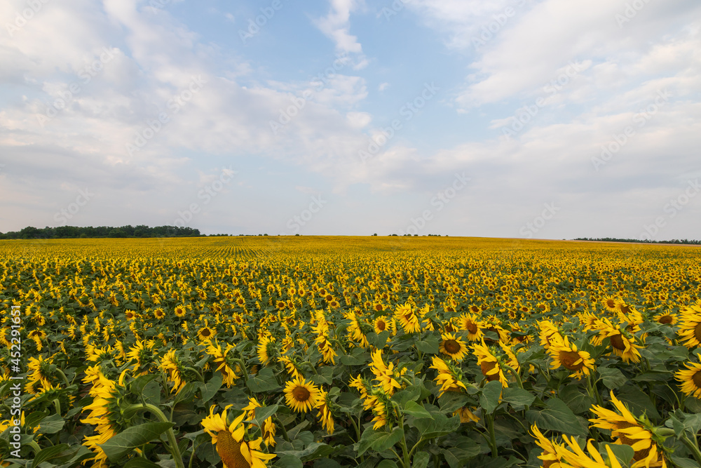 Fototapeta premium Blooming Helianthus - Sunflower in a spring field. Yellow flowers above which is a dramatic sky with clouds. Sky at sunset.