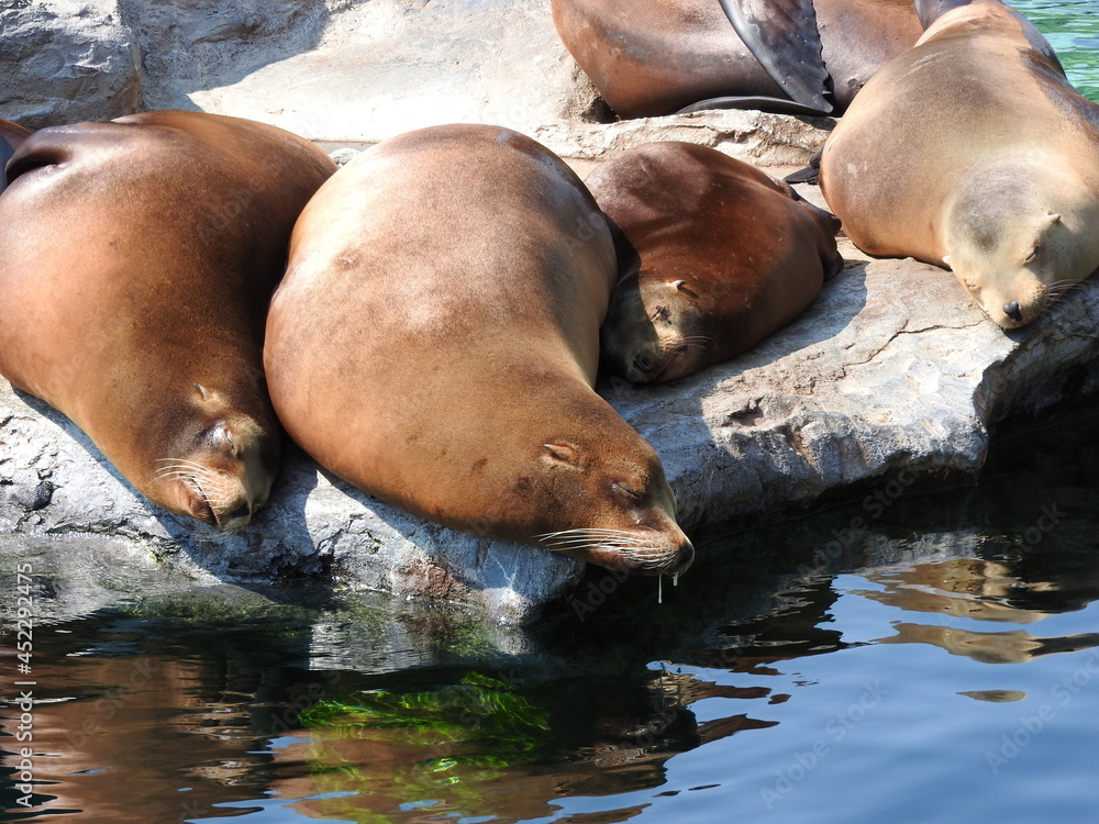 Fototapeta premium Tier