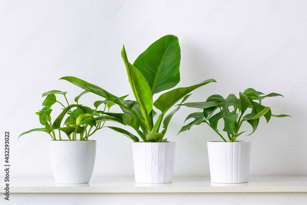 Collection of various tropical houseplants displayed in white ceramic pots. Potted exotic house plants on white shelf against white wall.