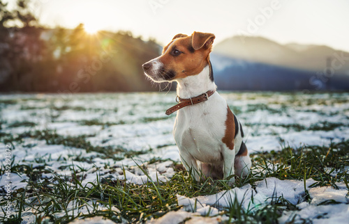 Small Jack Russell terrier stands on green grass meadow with patches of snow during freezing winter day, blurred trees and hills behind her