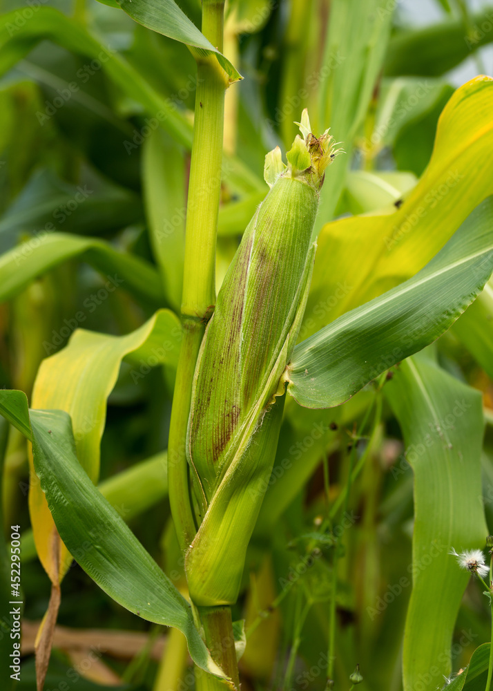 Growing Young Green Ripe Corn on the cob in Farm Field garden Growing Young Green Ripe Corn on the cob in Farm Field garden
