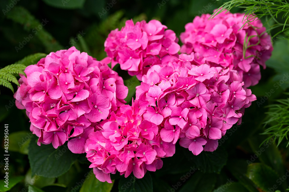 Hot Pink hydrangea macrophylla flowers, hortensia in summer cottage garden Hot Pink hydrangea macrophylla flowers, hortensia in summer cottage garden