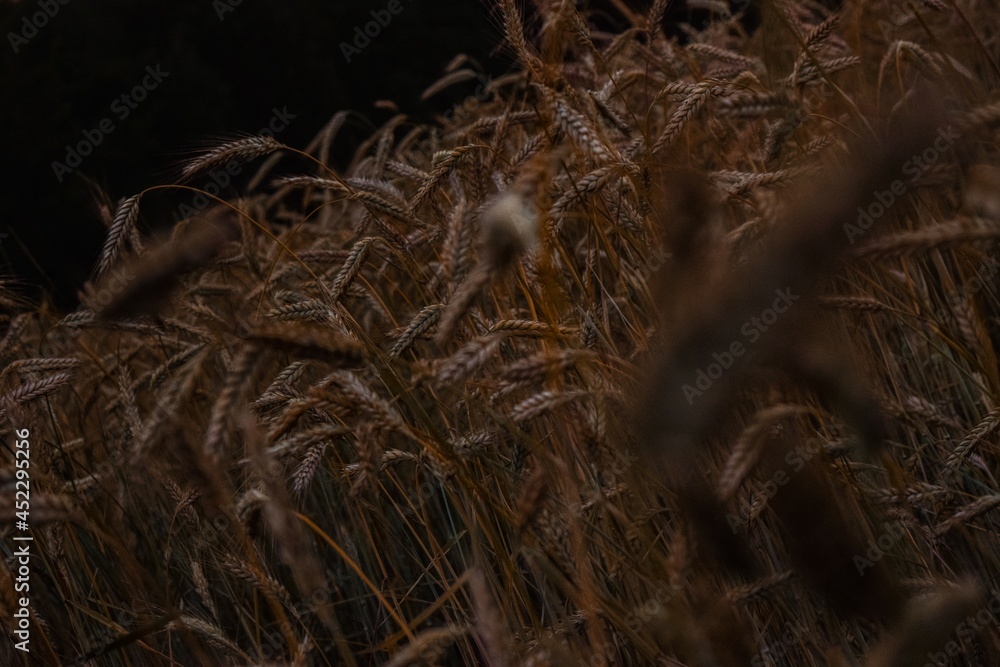 ears of wheat in the evening ears of wheat in the evening