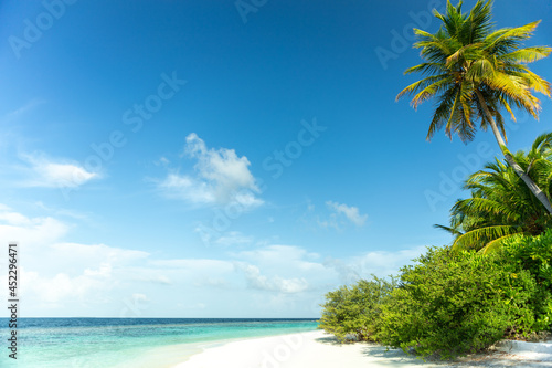 Maldive view with coconut tree clear sea water and blue sky