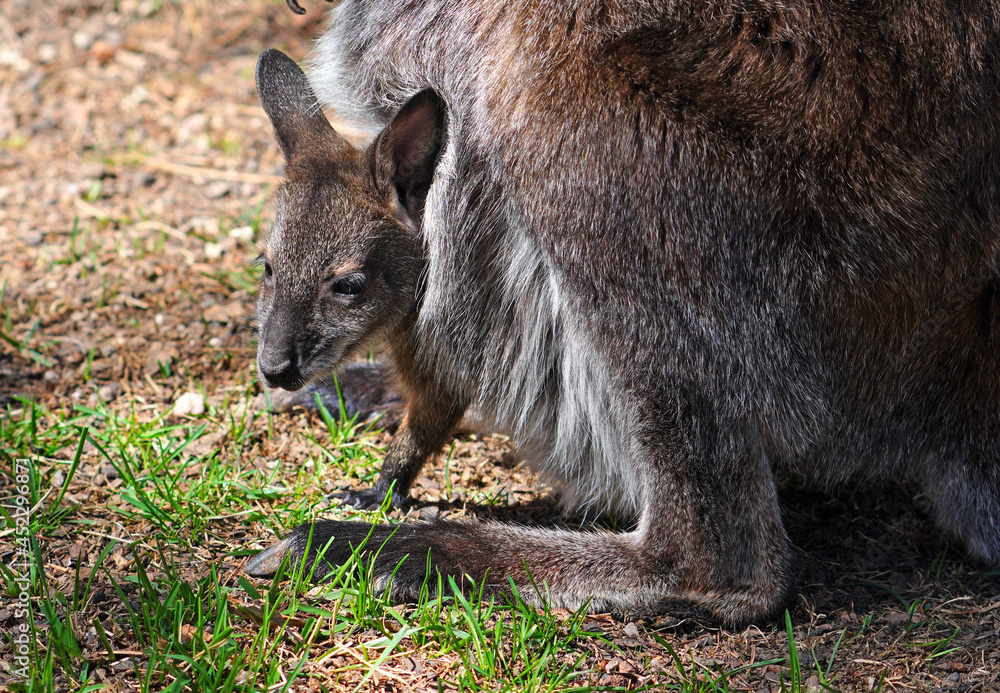 View of a furry Australian wallaby mother with a baby joey in her pouch View of a furry Australian wallaby mother with a baby joey in her pouch