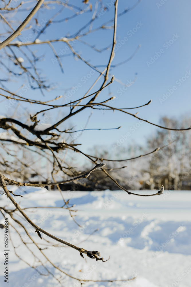 Obraz premium tree in snow