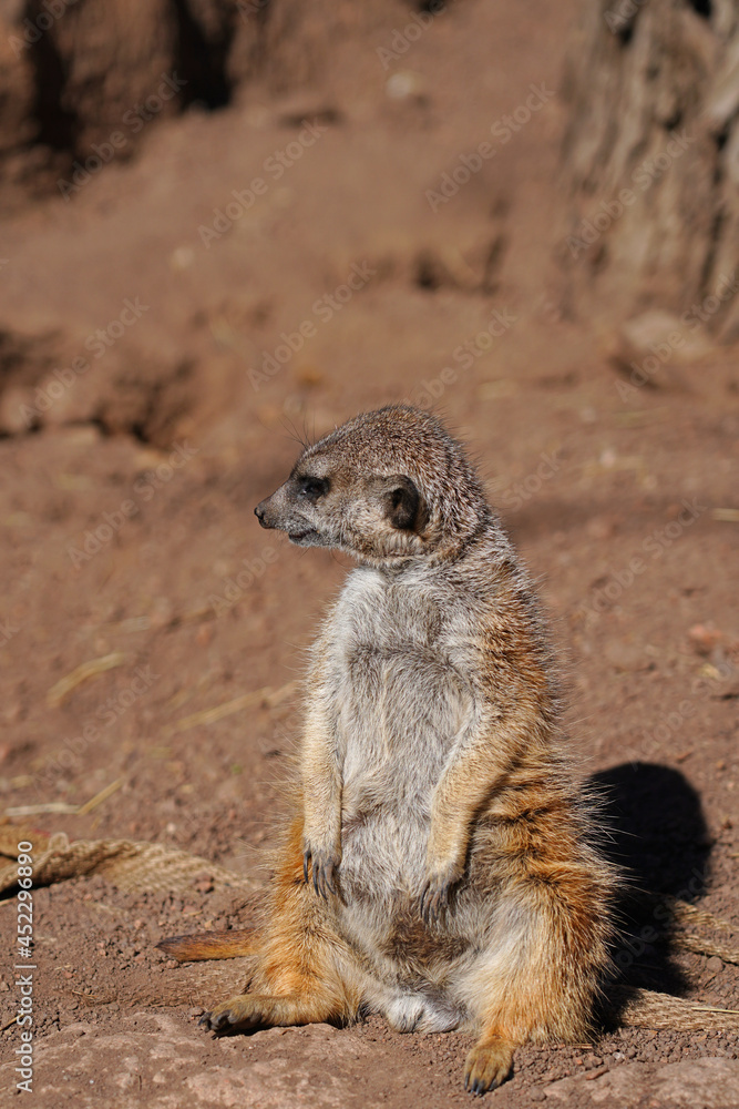 View of a meerkat (suricate Suricata suricatta) standing up View of a meerkat (suricate Suricata suricatta) standing up