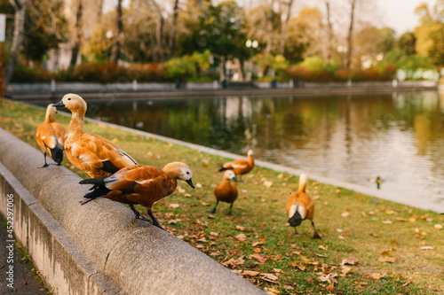 orange ducks on the pond